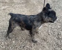 Pebbles, a female French Bulldog for sale in Industry, IL – 3 of 3