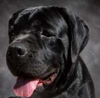 Zeus, a male Cane Corso for sale in Industry, IL – 5 of 5