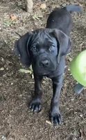 Apollo, a male Cane Corso for sale in Industry, IL – 1 of 7