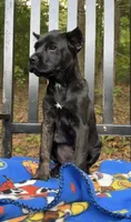 Gale Weathers, a female Cane Corso for sale in Industry, IL – 2 of 2