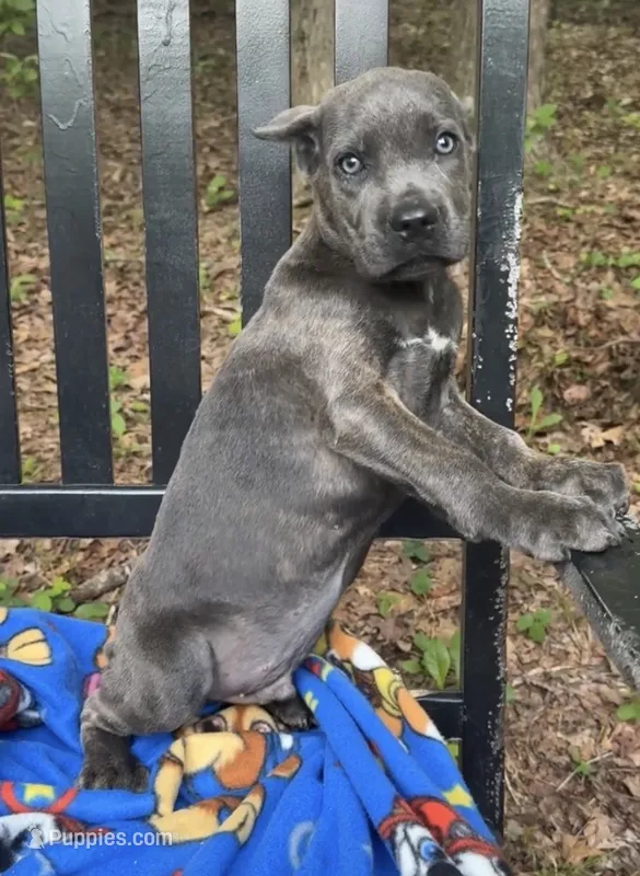 Stu Macher – Cane Corso puppy for sale in Industry, IL