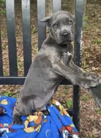 Stu Macher, a male Cane Corso for sale in Industry, IL – 1 of 2