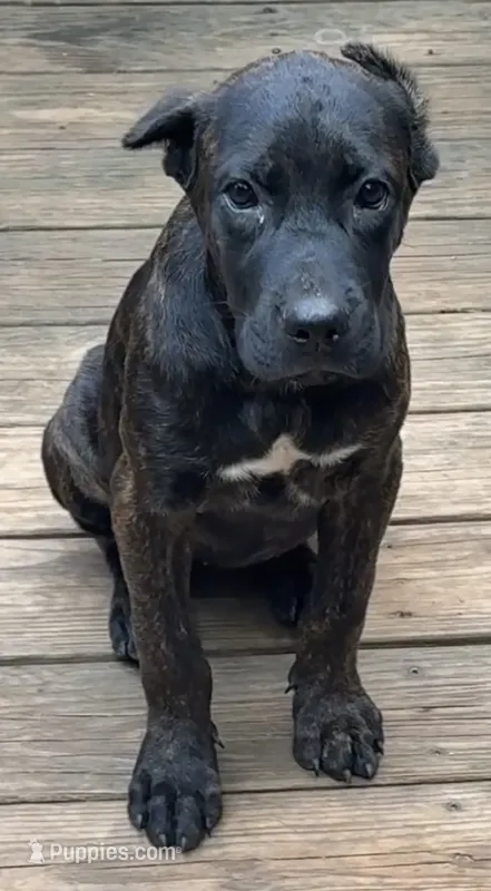 Tatum Riley – Cane Corso puppy for sale in Industry, IL