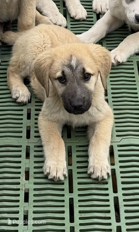 Female 5 – Kangal Dog, Central Asian Shepherd puppy for sale in Industry, IL