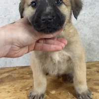 Female 5, a female Kangal Dog and Central Asian Shepherd for sale in Industry, IL – Photo 2 of 2
