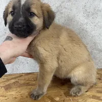 Female 5, a female Kangal Dog and Central Asian Shepherd for sale in Industry, IL – Photo 1 of 2