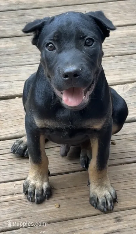 Dewey Riley – Cane Corso puppy for sale in Industry, IL