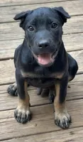 Dewey Riley, a male Cane Corso for sale in Industry, IL – 1 of 10