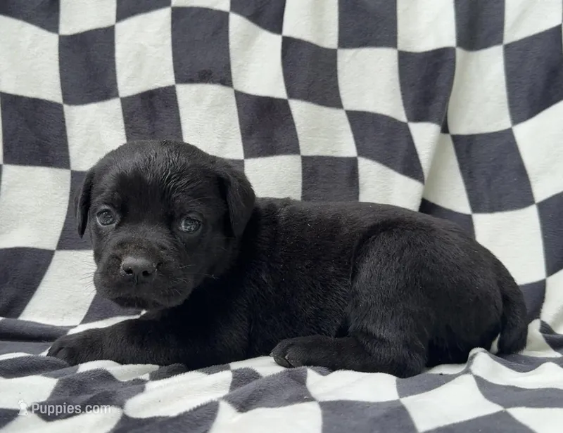 Ghost Face – Cane Corso puppy for sale in Industry, IL