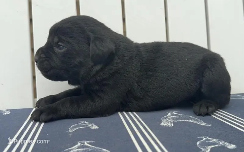 Ghost Face – Cane Corso puppy for sale in Industry, IL