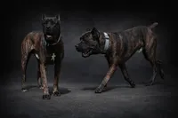 Ghost Face, a male Cane Corso for sale in Industry, IL – Photo 5 of 5