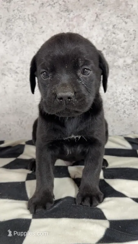 Ghost Face – Cane Corso puppy for sale in Industry, IL