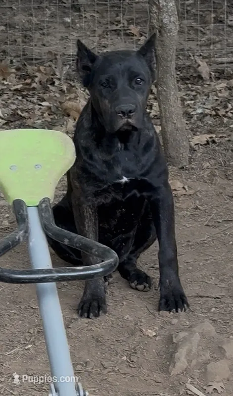 Moody – Cane Corso puppy for sale in Industry, IL