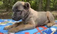 Billy Loomis, a male Cane Corso for sale in Industry, IL – 5 of 5