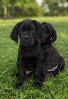 Apollo, a male Cane Corso for sale in Industry, IL – 3 of 5