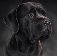 Zeus, a male Cane Corso for sale in Industry, IL – 4 of 5