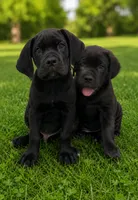 Apollo, a male Cane Corso for sale in Industry, IL – 1 of 5