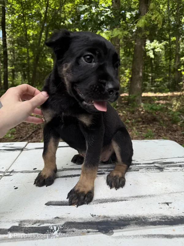 Dewey Riley – Cane Corso puppy for sale in Industry, IL