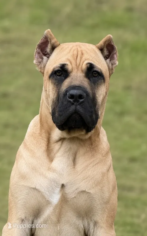 Morbo – Cane Corso puppy for sale in Industry, IL
