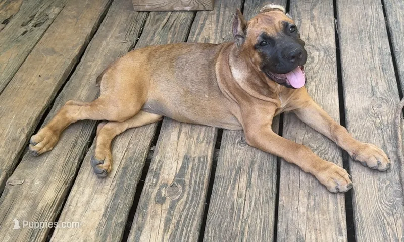 Sidney Prescott  – Cane Corso puppy for sale in Industry, IL
