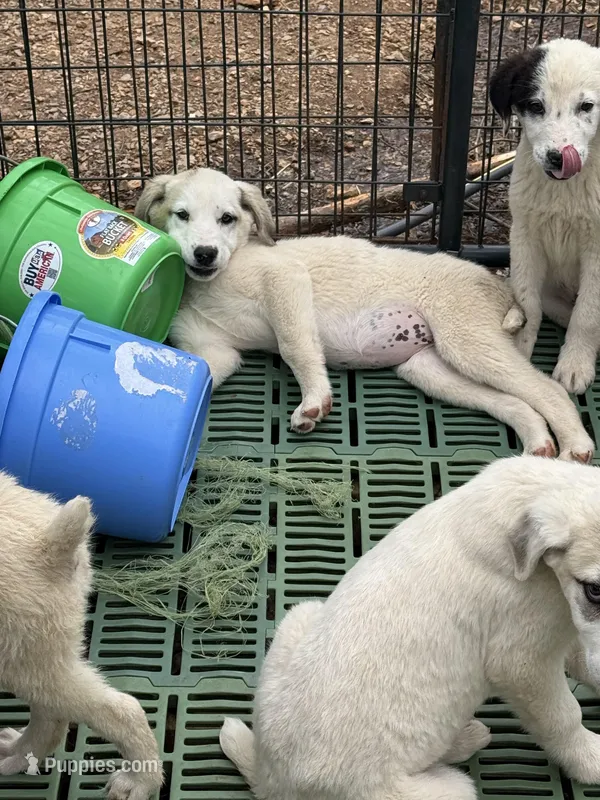 Female 6 – Kangal Dog, Central Asian Shepherd puppy for sale in Industry, IL