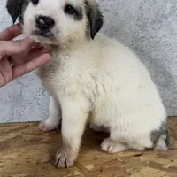 Female 6, a female Kangal Dog and Central Asian Shepherd for sale in Industry, IL – Photo 1 of 2