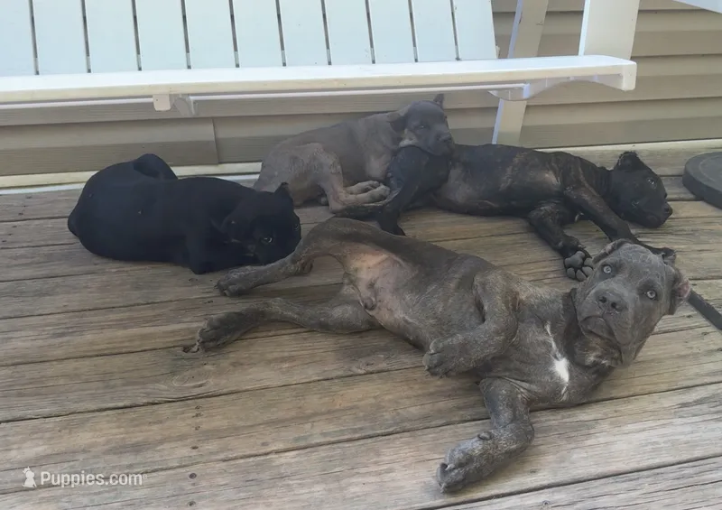 Stu Macher – Cane Corso puppy for sale in Industry, IL