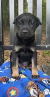 Dewey Riley, a male Cane Corso for sale in Industry, IL – 2 of 2