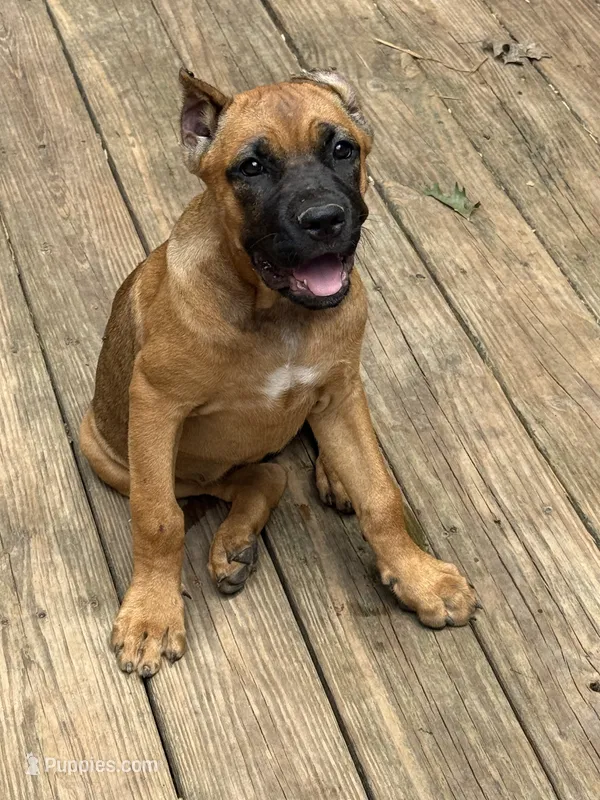 Sidney Prescott – Cane Corso puppy for sale in Industry, IL