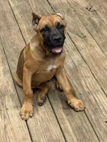 Sidney Prescott, a female Cane Corso for sale in Industry, IL – 1 of 9