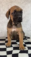 Sidney Prescott, a female Cane Corso for sale in Industry, IL – 6 of 9