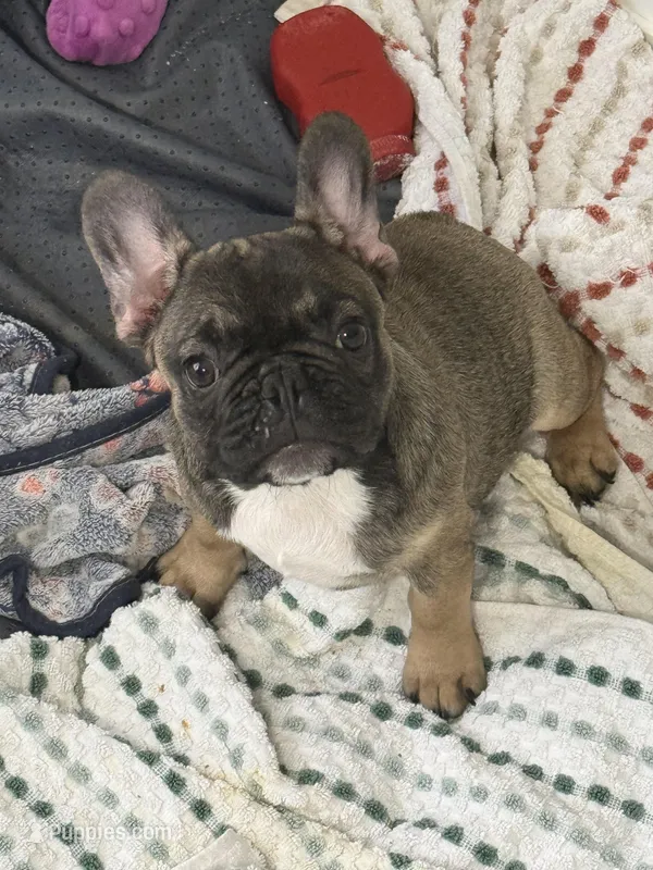 Reba – French Bulldog puppy for sale in Industry, IL