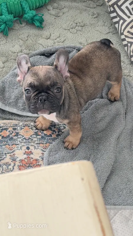 Reba – French Bulldog puppy for sale in Industry, IL