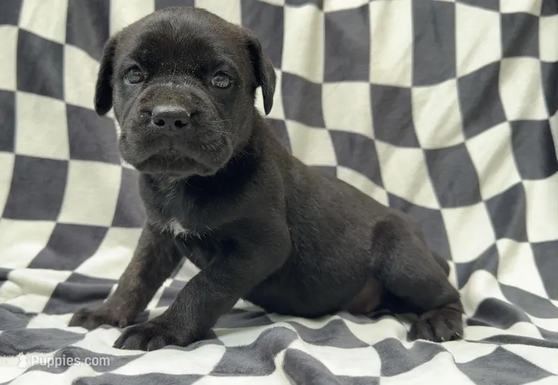Gale Weathers – Cane Corso puppy for sale in Industry, IL