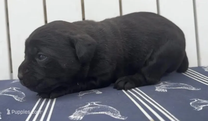Gale Weathers – Cane Corso puppy for sale in Industry, IL