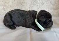 Gale Weathers, a female Cane Corso for sale in Industry, IL – Photo 3 of 5