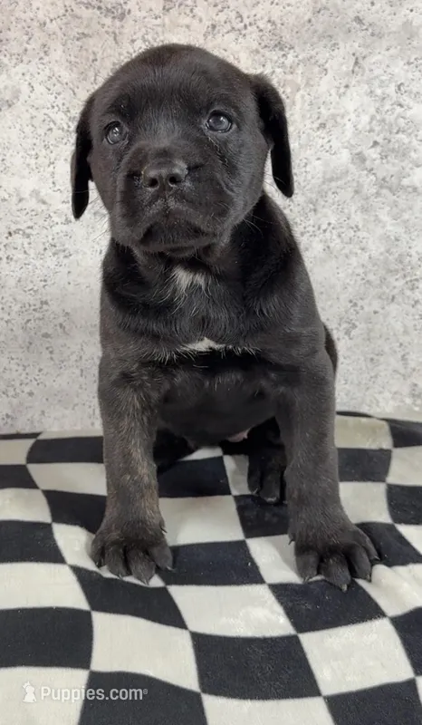 Gale Weathers – Cane Corso puppy for sale in Industry, IL
