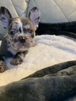 Jojo, a female French Bulldog for sale in Cleveland, NC – 8 of 8