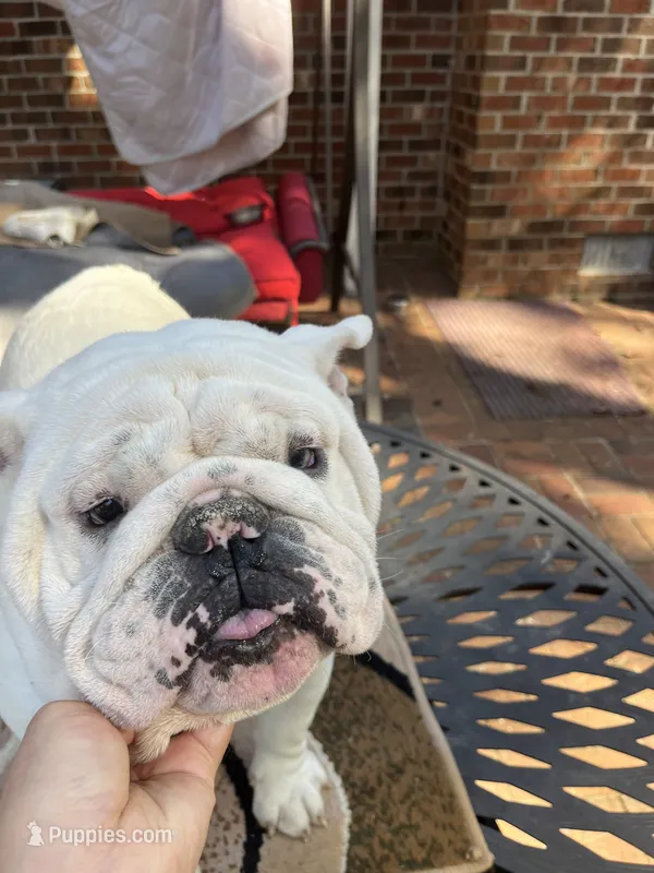 Bear  – English Bulldog puppy for sale in Cleveland, NC