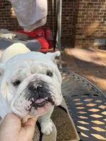 Bear , a male English Bulldog for sale in Cleveland, NC – 1 of 5