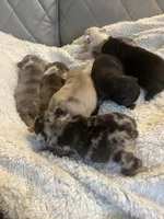 Coco , a female French Bulldog for sale in Cleveland, NC – 2 of 7