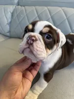Fry, a female English Bulldog for sale in Cleveland, NC – 3 of 5