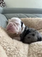 Boil, a male English Bulldog for sale in Cleveland, NC – Photo 3 of 6