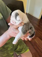 Boil, a male English Bulldog for sale in Cleveland, NC – Photo 4 of 6