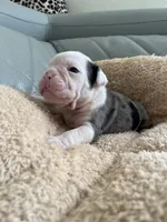 Boil, a male English Bulldog for sale in Cleveland, NC – Photo 5 of 6