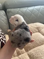 Boil, a male English Bulldog for sale in Cleveland, NC – Photo 2 of 6