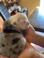 Boil, a male English Bulldog for sale in Cleveland, NC – Photo 1 of 6
