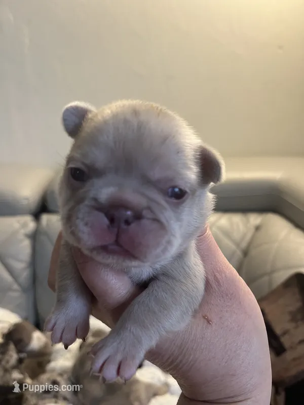 Boba  – French Bulldog puppy for sale in Cleveland, NC