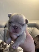 Boba , a female French Bulldog for sale in Cleveland, NC – 1 of 9