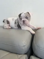Merle , a female English Bulldog for sale in Cleveland, NC – 5 of 5